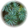 Cedarwood note — Cedarwood Fragrances