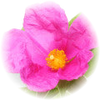 Cistus note — Cistus Incanus Fragrances