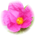 Cistus note