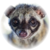 Civet note — Civet Fragrances