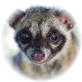 Civet note
