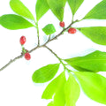 Cocoa note