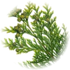 Cypress note — Cypress Fragrances