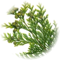 Cypress note