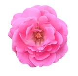 Damask Rose note