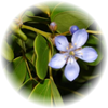 Gaiac Wood note — Gaiac Wood Fragrances