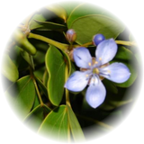 Gaiac Wood note