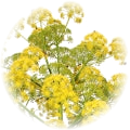 Galbanum note