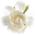 Gardenia note