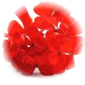 Geranium note