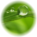 Green Notes note
