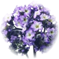 Heliotrope note