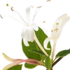Honeysuckle note — Honeysuckle Fragrances