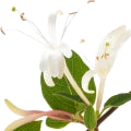 Honeysuckle note