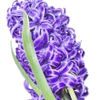 Hyacinth note — Hyacinth Fragrances