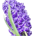 Hyacinth note