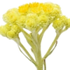 Immortelle note — Immortelle Fragrances