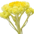 Immortelle note