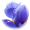 Iris note — Iris Fragrances