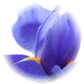Iris note