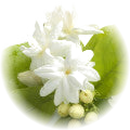 Jasmine note