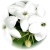 Jasmine Sambac note — Jasmine Sambac Fragrances