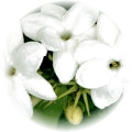 Jasmine Sambac note