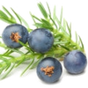 Juniper Berry note — Juniper Berries Fragrances