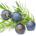 Juniper Berry note