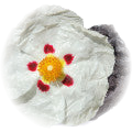 Labdanum note