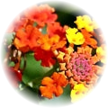 Lantana note
