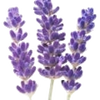 Lavender note — Lavender Fragrances