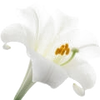 Lily note — Lily Fragrances