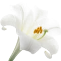 Lily note