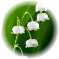 Lily of the Valley note