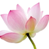 Lotus note — Lotus Fragrances