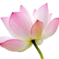 Lotus note