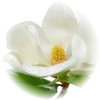 Magnolia note — Magnolia Fragrances