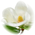 Magnolia note