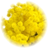 Mimosa note — Mimosa Fragrances