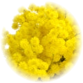 Mimosa note