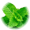 Mint note — Mint Fragrances