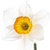 Narcissus note — Narcissus Fragrances