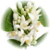 Neroli note — Neroli Fragrances