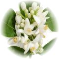 Neroli note