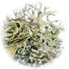 Oakmoss note — Oakmoss Fragrances