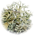 Oakmoss note