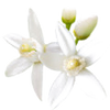 Orange Blossom note — Orange Blossom Fragrances
