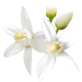 Orange Blossom note