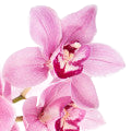 Orchid note